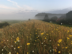 Aanmelding Excursie ERF/Een Dijk van een Landschap, Goeree  zaterdag 25 juli 2026 15:00-17:00u